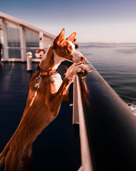 Ein Hund schaut über die Reling einer Viking Line Fähre