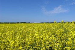 Blühendes Rapsfeld bei Klitmøller, Landwirtschaft, Nordseeküste, Jütland, Dänemark