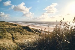 Dünen an der dänischen Küste