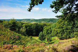 Sonnige Wiese und Blumen des Rold Skov Parks