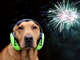 Brauer Hund mit Schallschutzkopfhörer mit Feuerwerk im Hintergrund