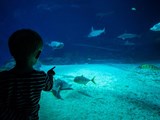 Ein kleines Kind beobachtet Fische im Blå Planet Aquarium in Kopenhagen