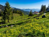 Idyllische Landschaft im Chiemgau unterhalb vom Feichteck-Hochries mit blühenden Wiesen und schneebedeckten Bergen