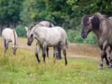 Pferde im Bøtø Naturgebiet