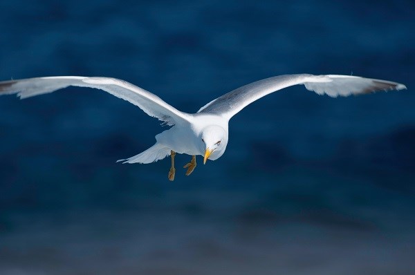 Möwe als früher Vogel fliegt in den Urlaub