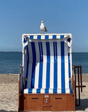 Strandkorb in Blau mit Möwe, die darauf sitzt