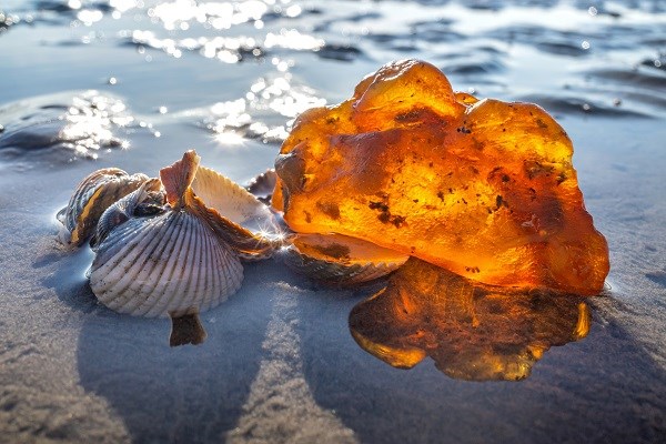 Bernstein und Muscheln am Strand von Vejers