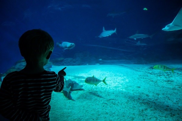 Ein kleines Kind beobachtet Fische im Blå Planet Aquarium in Kopenhagen