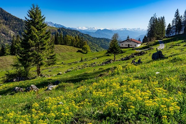 Idyllische Landschaft im Chiemgau unterhalb vom Feichteck-Hochries mit blühenden Wiesen und schneebedeckten Bergen