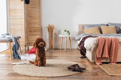 Brauner Pudel sitzt im Ferienwohnung