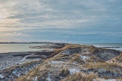 Dünengras mit Schnee auf Sylt mit Wattenmeer