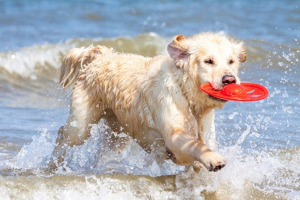 Ein Golden Retriever am Strand