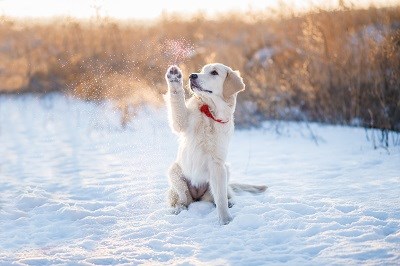 Kleiner Labradorwelpe fängt Schneeflocken vor den Dünen am Strand