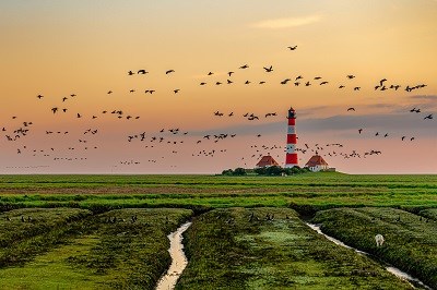 Leuchtturm von Westerhever vor grünen Weideflächen in Dithmarschen