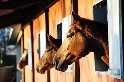 Pferde im Stall