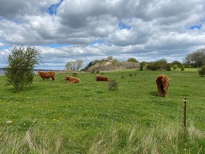 Rinder auf Weide vor Meer