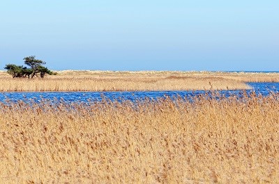 Schilfgras vor Meer und Bodden