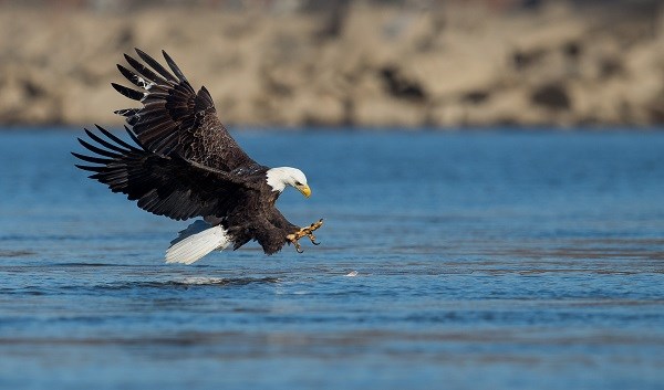 Seeadler über dem Wasser