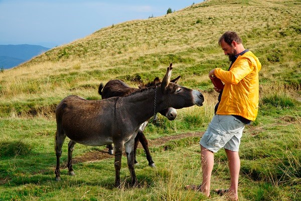 Ein Mann in der Natur fotografiert einen Esel