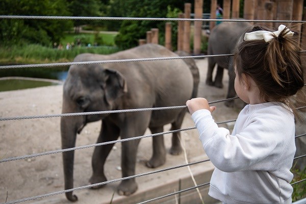 Ein Mädchen im Zoo sieht sich den Elefanten an