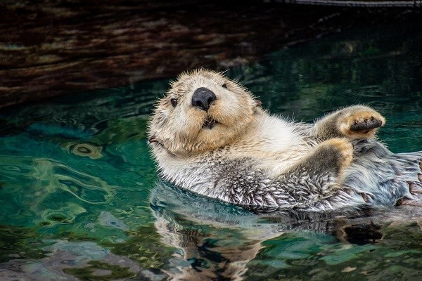 Ein Otter, der auf dem Rücken schwimmt