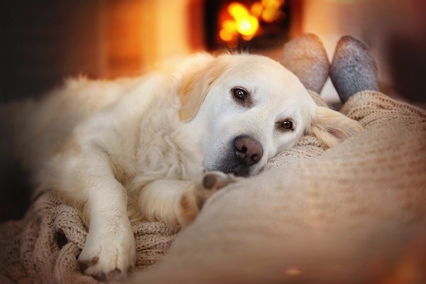 Hund liegt neben Mensch auf einem Sofa vor dem Kamin