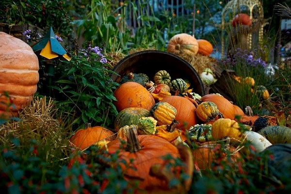 Kürbisse im Tivoli zu Halloween sorgen für eine stimmungsvolle Dekoration 