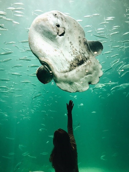 Nordsøen Oceanarium