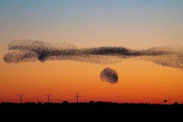 Schwarze Sonne über der Tønder-Marsch im Sonnenuntergang