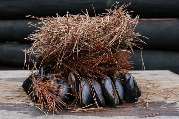 Miesmuscheln unter trockenen Kiefernnadeln