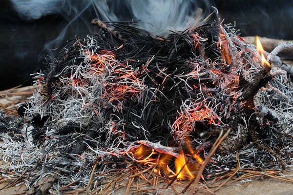 Miesmuscheln unter glühenden Kiefernnadeln und Feuer